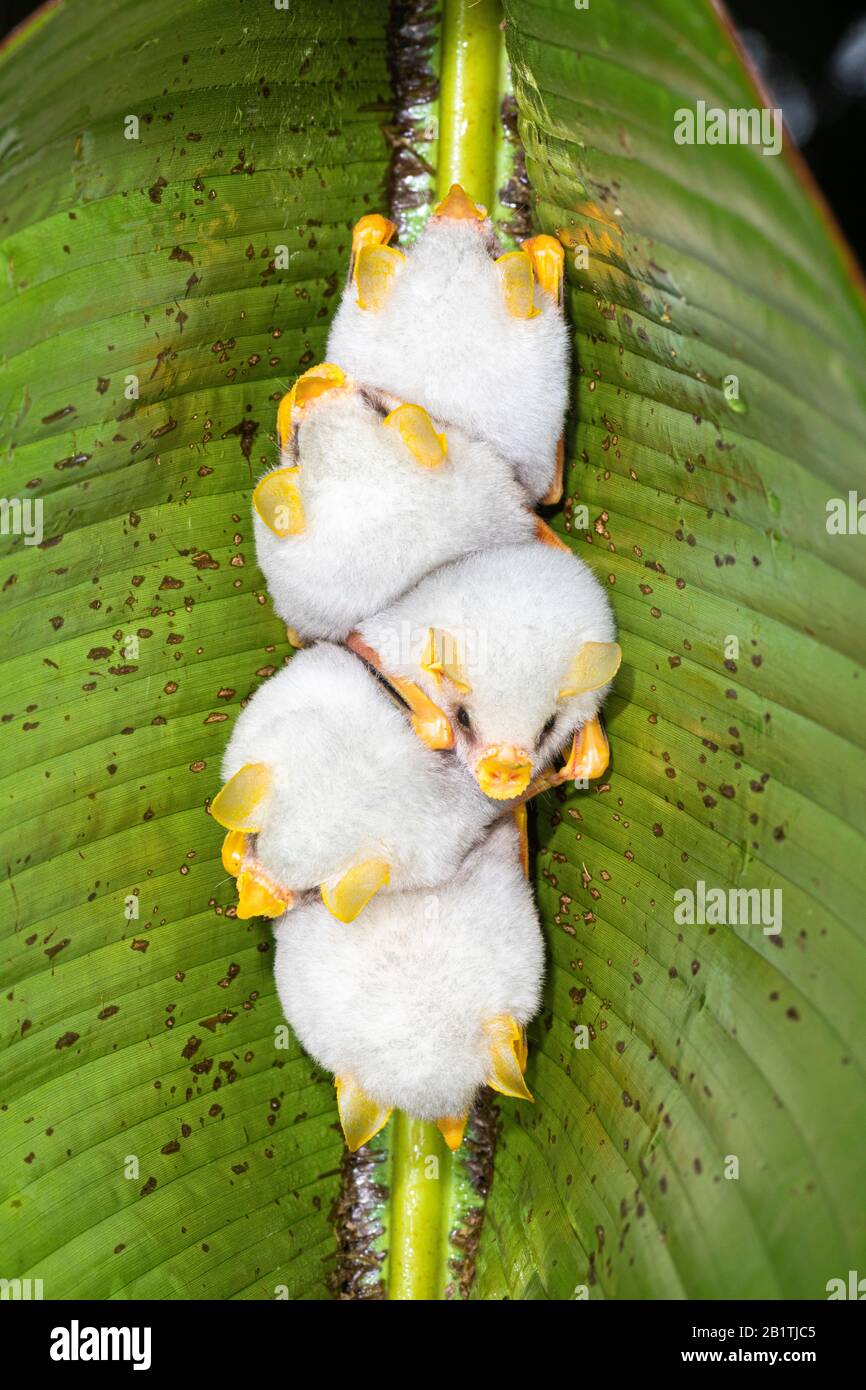 Honduran White Bat (Ectophylla alba) roosting under Heliconia (Heliconia sp) leaf in Costa Rica Stock Photo