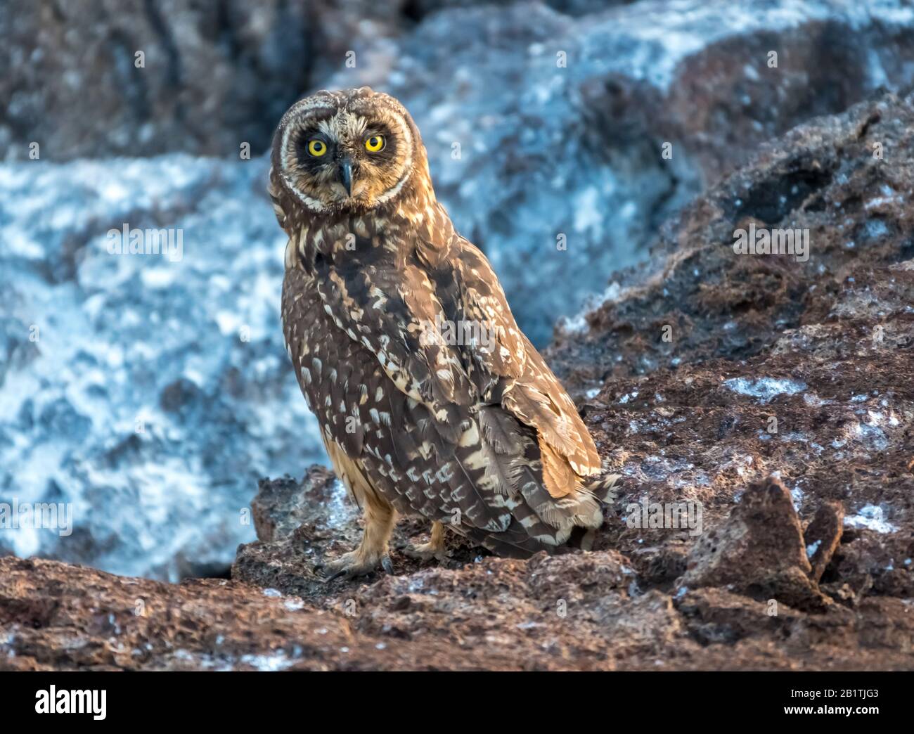 Shorteared owl, Genovesa Island, Galapagos Islands, Ecuador Stock