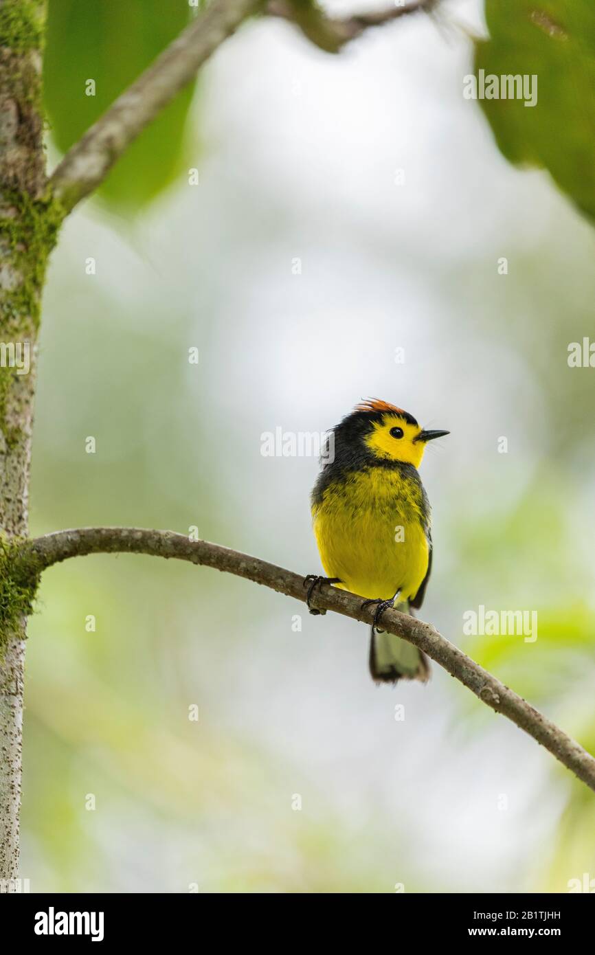 Myioborus torquatus hi-res stock photography and images - Alamy