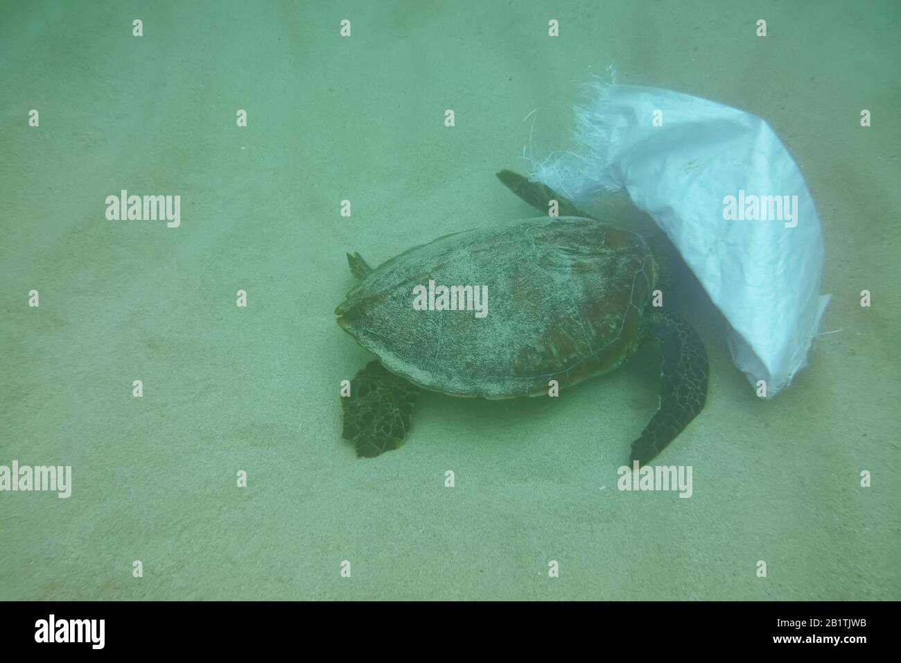 Ocean polution, sea turtle eating and getting tangled on a plastic bag