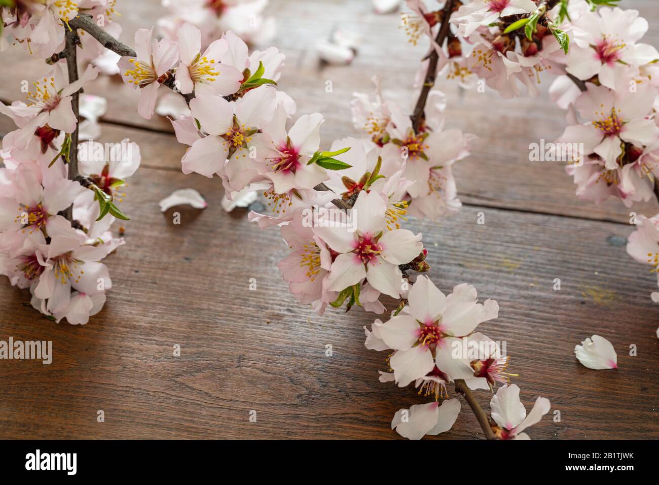 Almond blossoms on wood table background, Springtime seasonal natural decoration. Close up view. Stock Photo