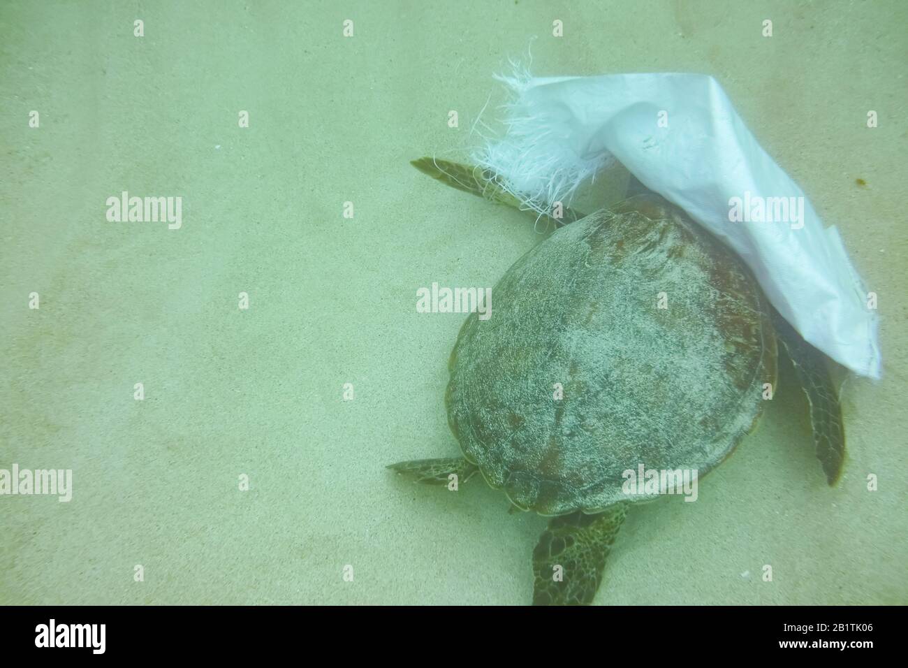 Ocean polution, sea turtle eating and getting tangled on a plastic bag