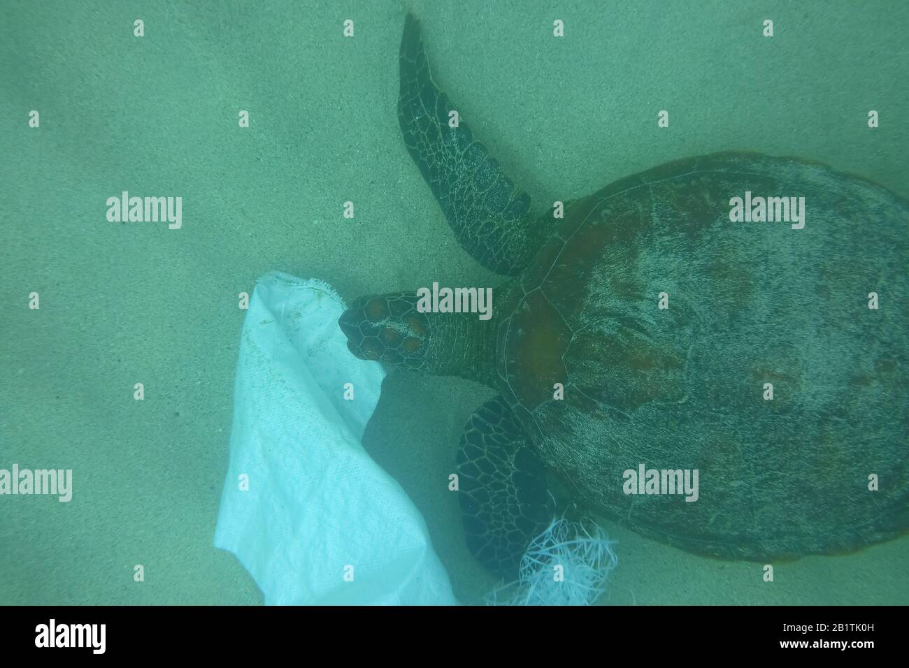 Ocean polution, sea turtle eating and getting tangled on a plastic bag