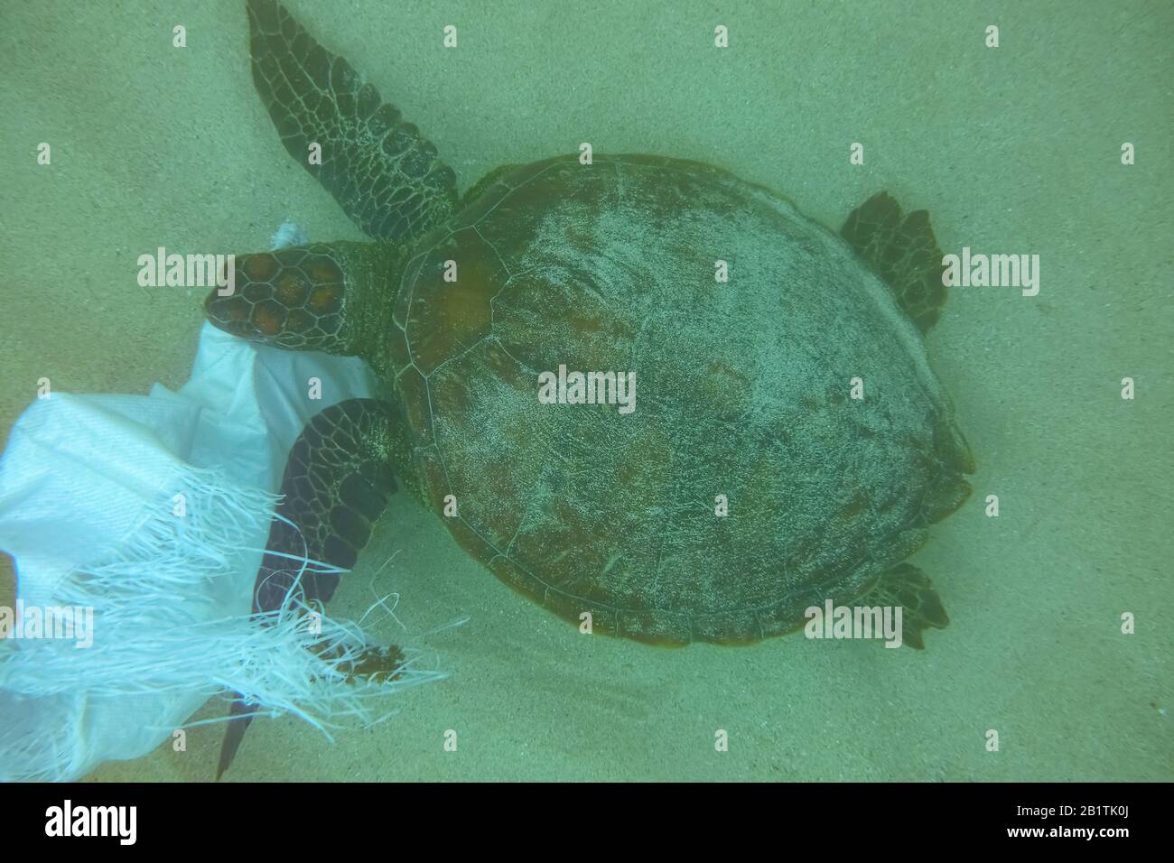 Ocean polution, sea turtle eating and getting tangled on a plastic bag