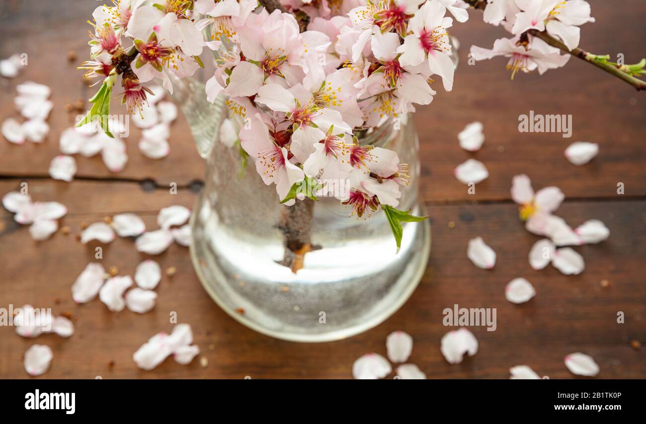 Almond tree twig blooming, blossoms and fresh green leaves, close up view. Springtime seasonal natural decoration, bouquet in a vase, wood table backg Stock Photo