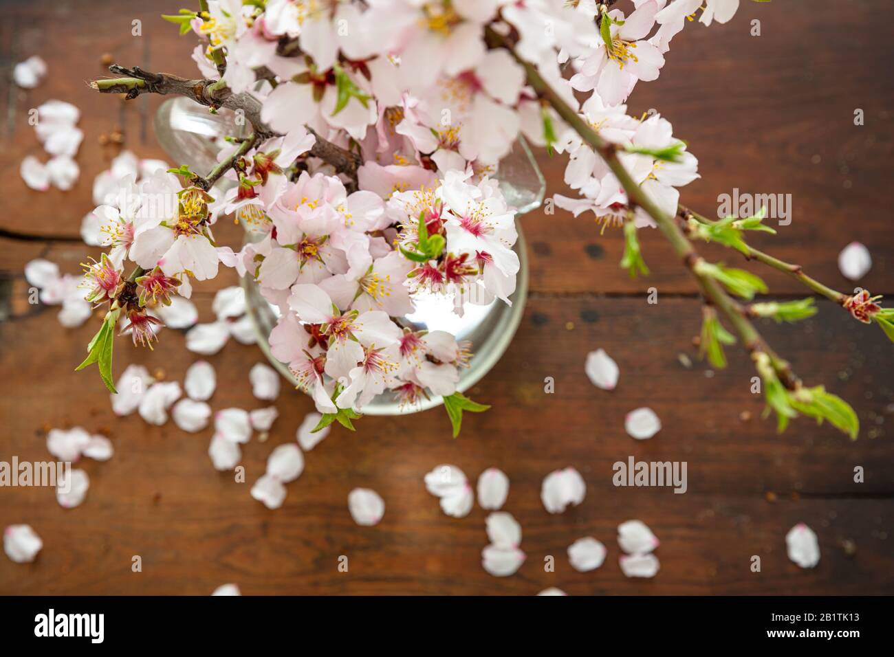 Almond tree twig blossoming, flowers and fresh green leaves, close up view. Springtime seasonal natural decoration, bouquet in a vase, wood table back Stock Photo
