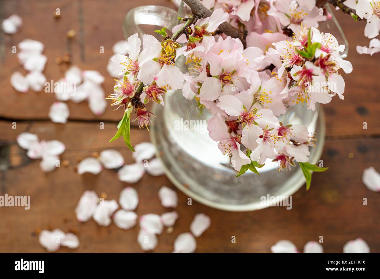Almond tree twig blooming, flowers and fresh green leaves, close up view. Springtime seasonal natural decoration, bouquet in a vase, wood table backgr Stock Photo
