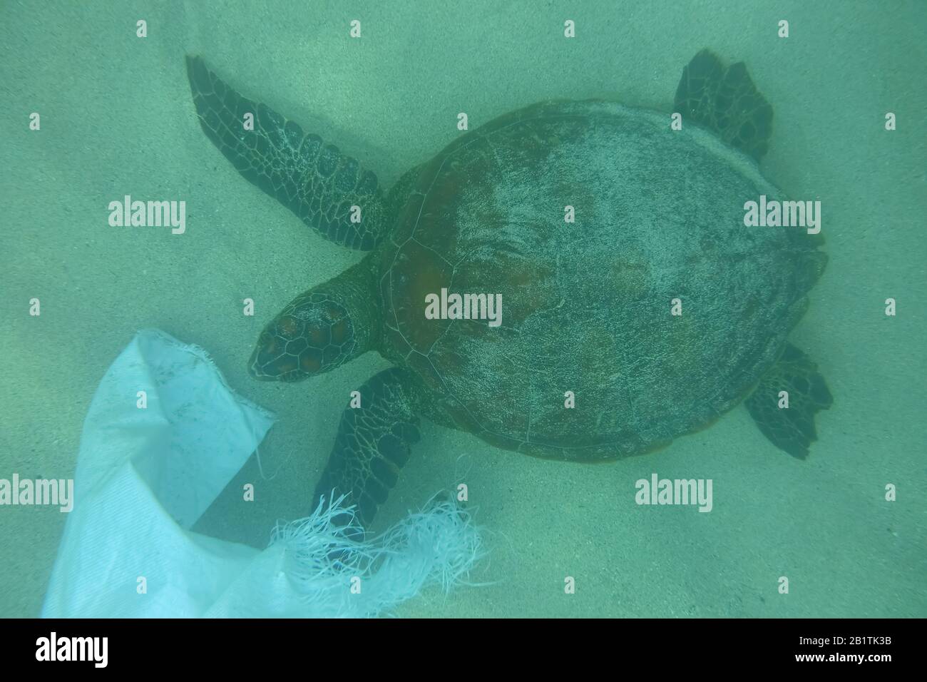 Ocean polution, sea turtle eating and getting tangled on a plastic bag