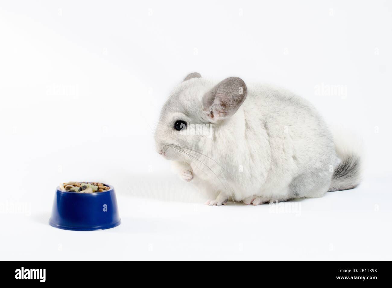 chinchilla eats its food from a blue bowl on a white background Stock Photo