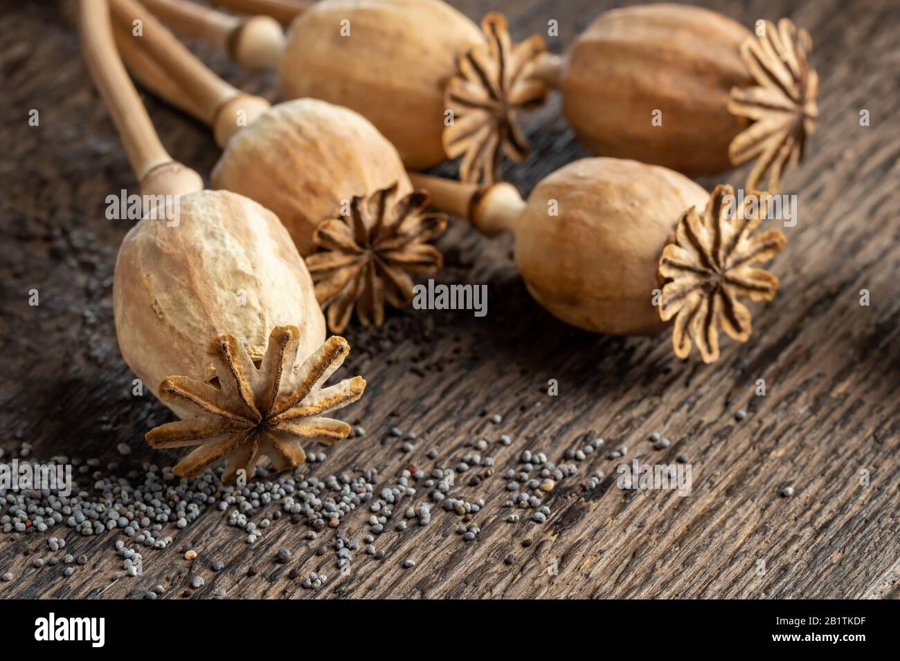 Close up of poppy pods with seeds Stock Photo