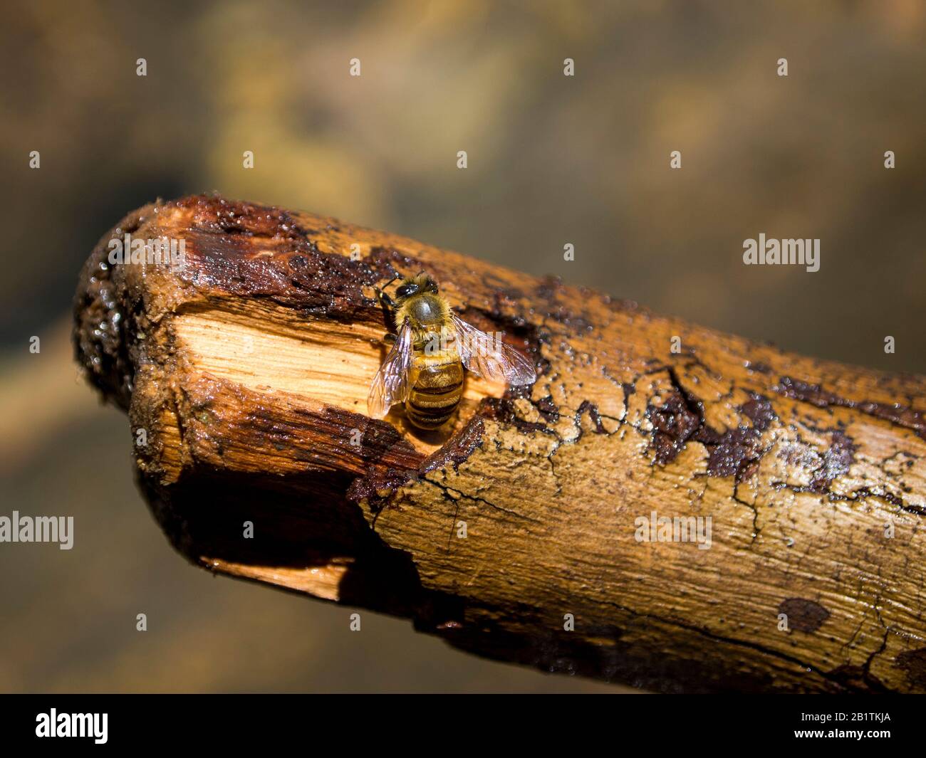 American honey bee hi-res stock photography and images - Alamy