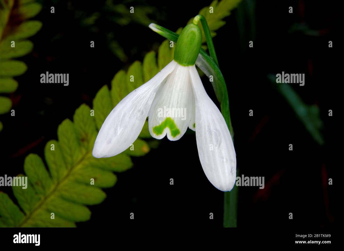 single flower of a snowdrop Galanthus nivalis against a dark, blurred background Stock Photo