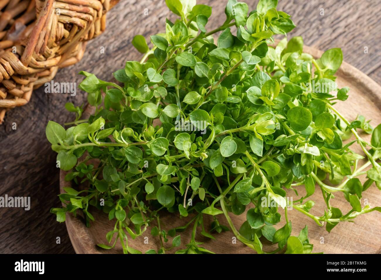 Young leaves of chickweed or Stellaria media - a wild edible plant collected in early spring Stock Photo