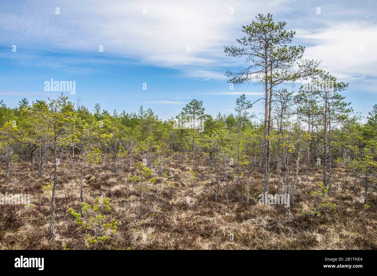 View of the beautiful nature in swamp -  conifer trees, moss  in Great Kemeri Bog Boardwalk, Latvia, Europe Stock Photo
