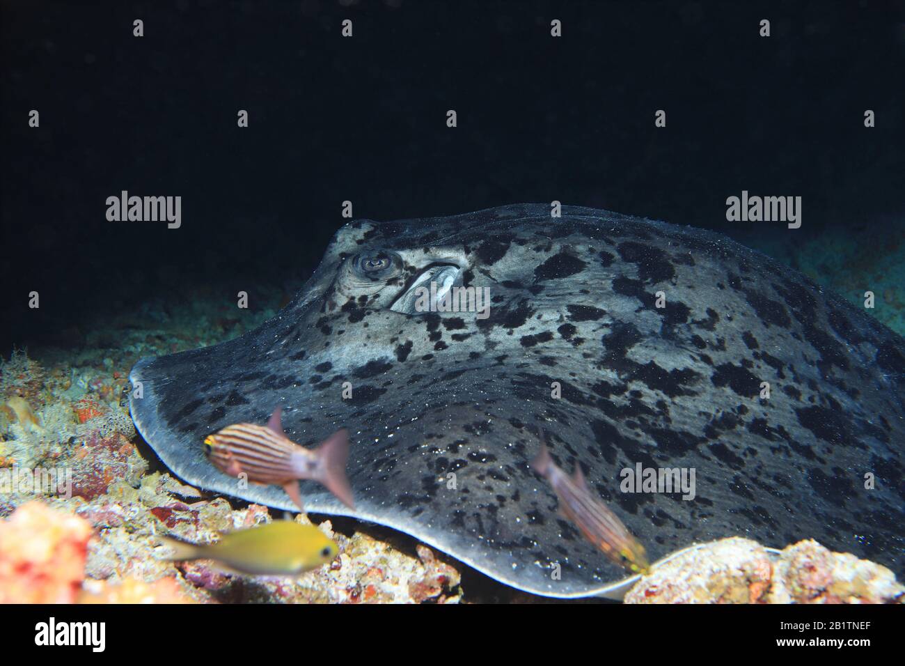 Head of Blotched stingray (Taeniura meyeni) in the tropical coral reef of the Maldives Stock Photo