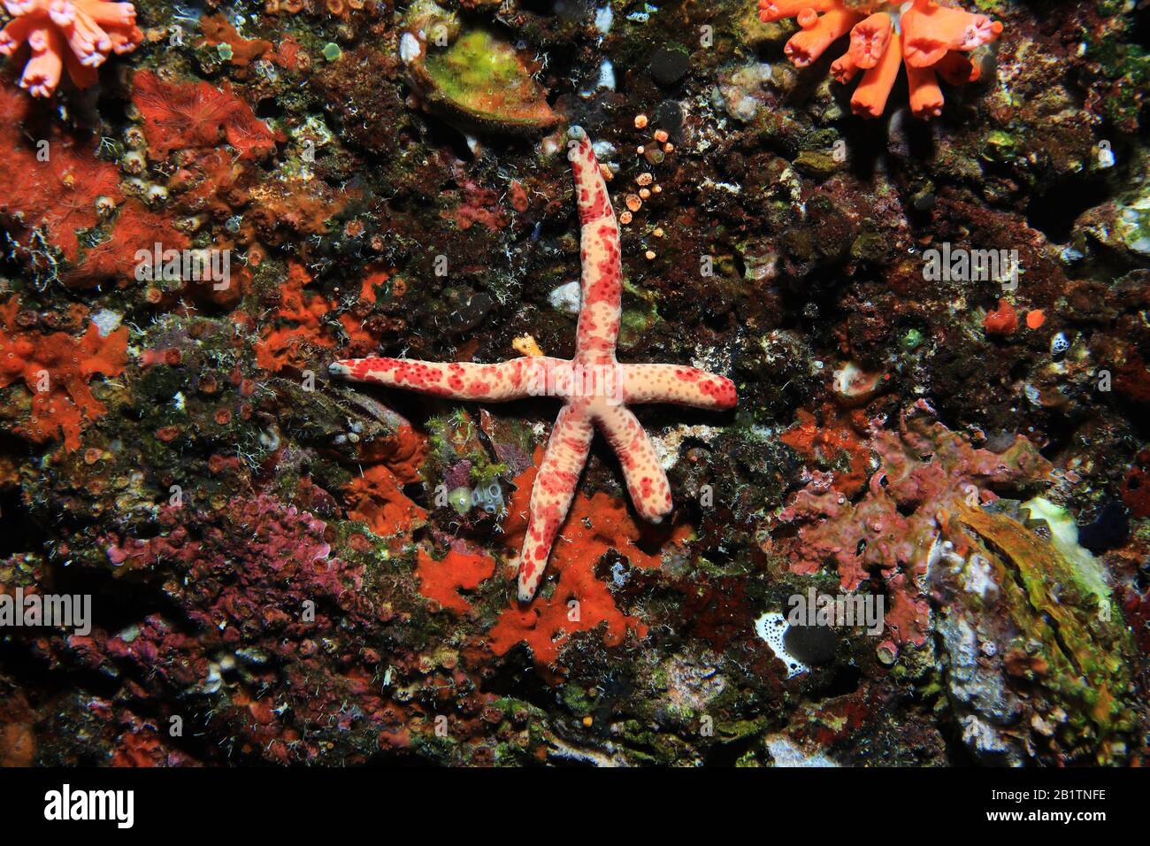 Spotted linckia sea star (Linckia multifora) underwater in the tropical coral reef of the indian ocean Stock Photo