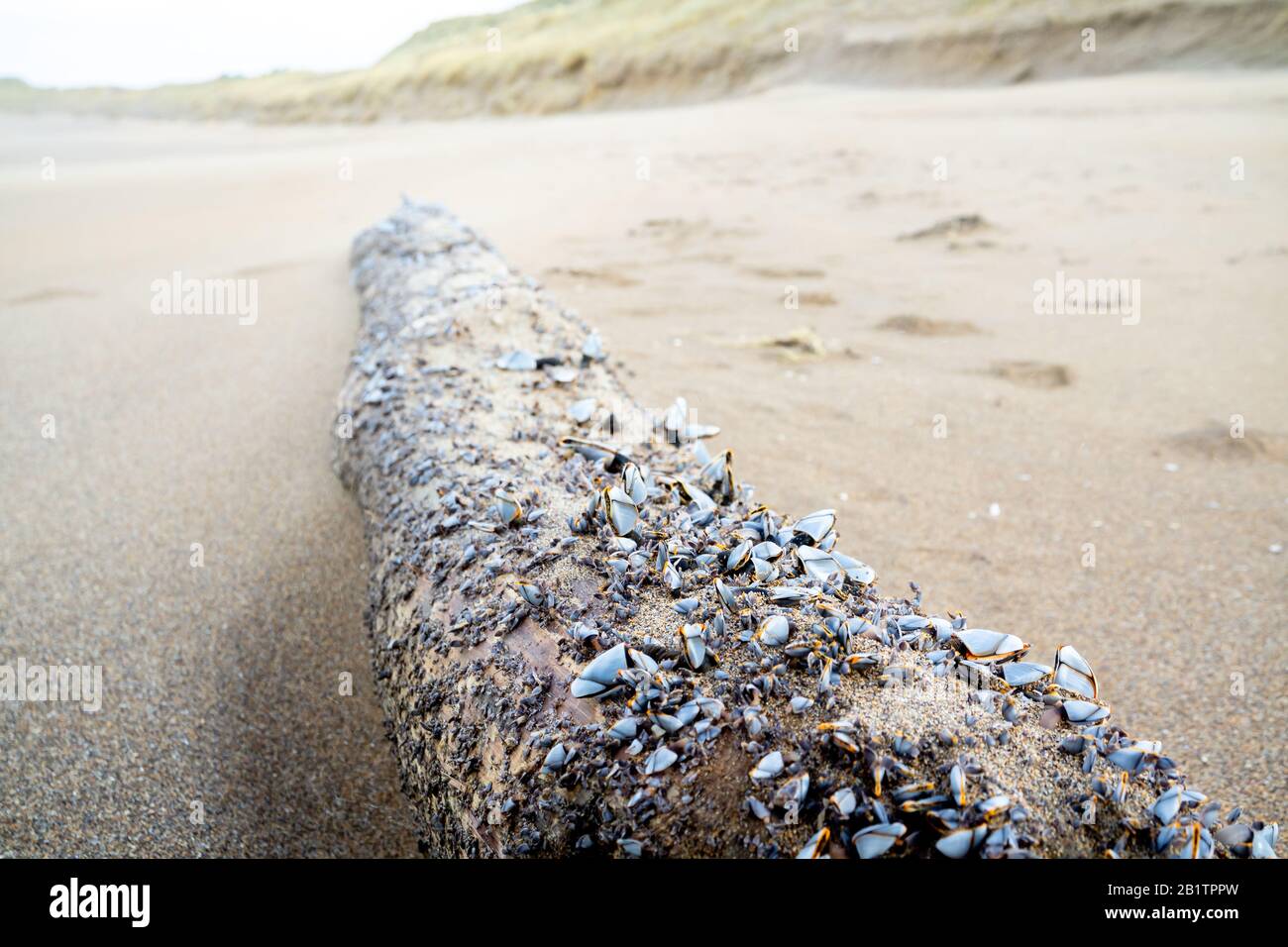 Mussels on driftwood at Atlantic beach in the winter. Stock Photo