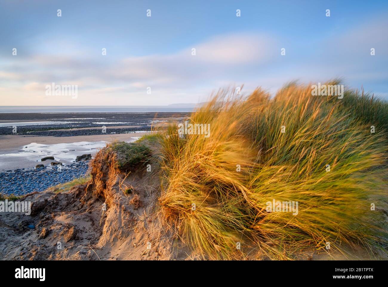 Sand dunes on the edge of Westward Ho! Beach, part of the North Devon Coast area of outstanding beauty and UNESCO biosphere reserve, grasses, sand, UK Stock Photo