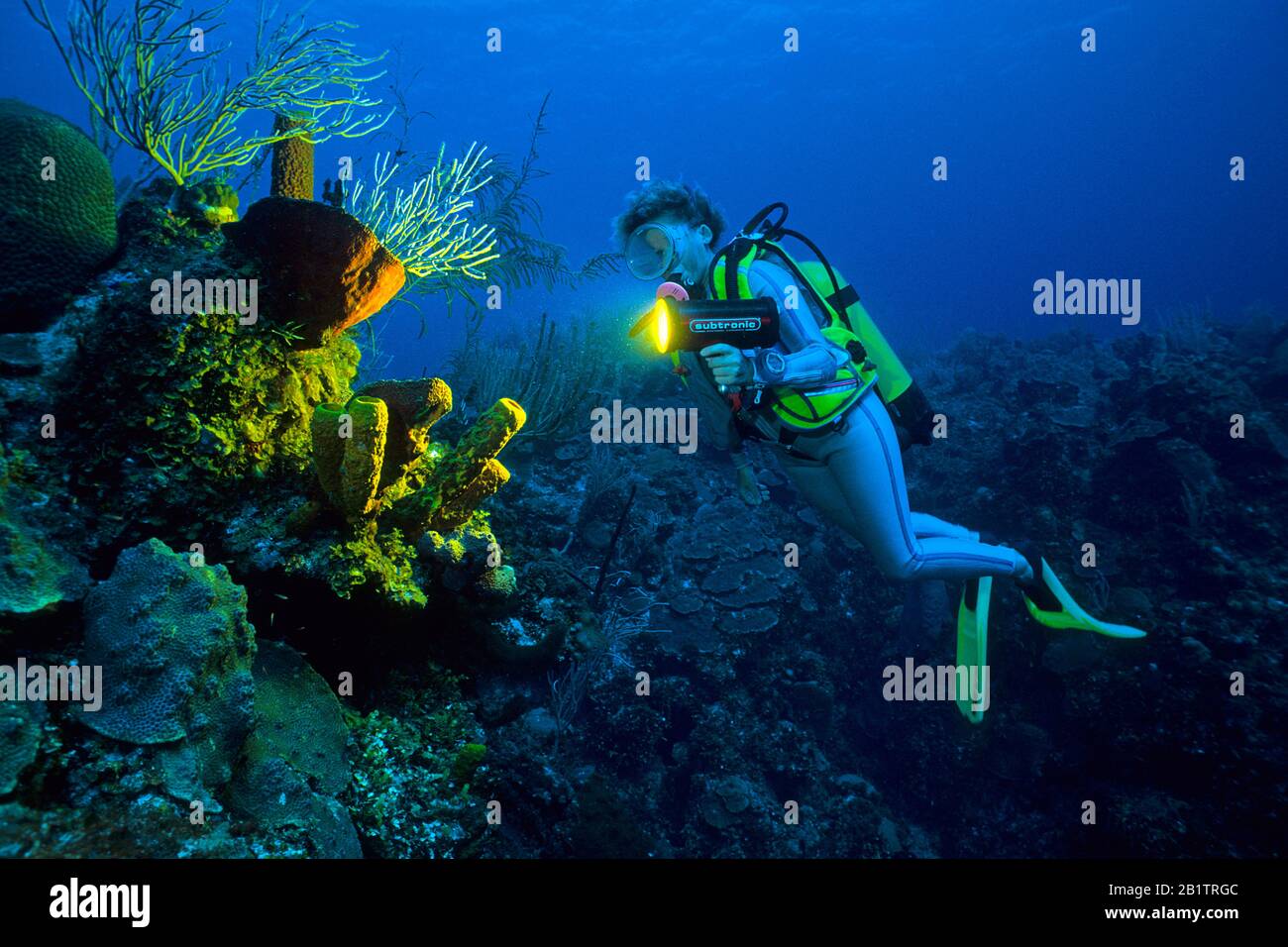 Scuba diver shine a light on various sponges at a coral reef, Isla de Juventud, Cuba Stock Photo