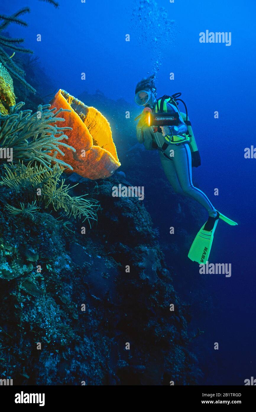 Scuba diver shine a light on a Barrel sponge (Xestospongia testudinaria), coral reef at Isla de Juventud, Cuba Stock Photo