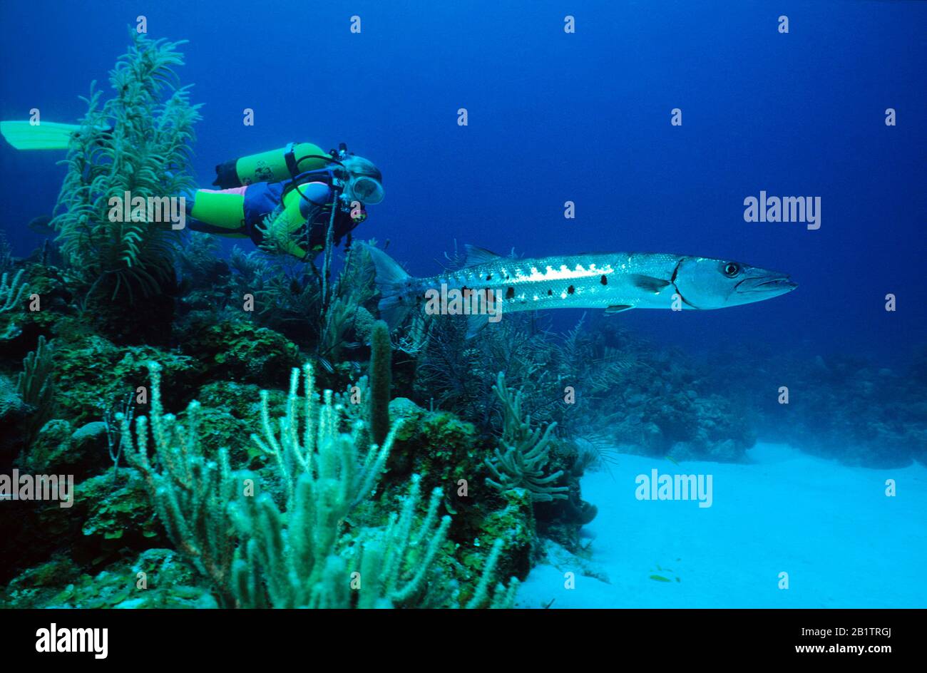 Scuba diver and Forster's Barracuda (Sphyraena forsteri), Maria la Gorda, Cuba Stock Photo