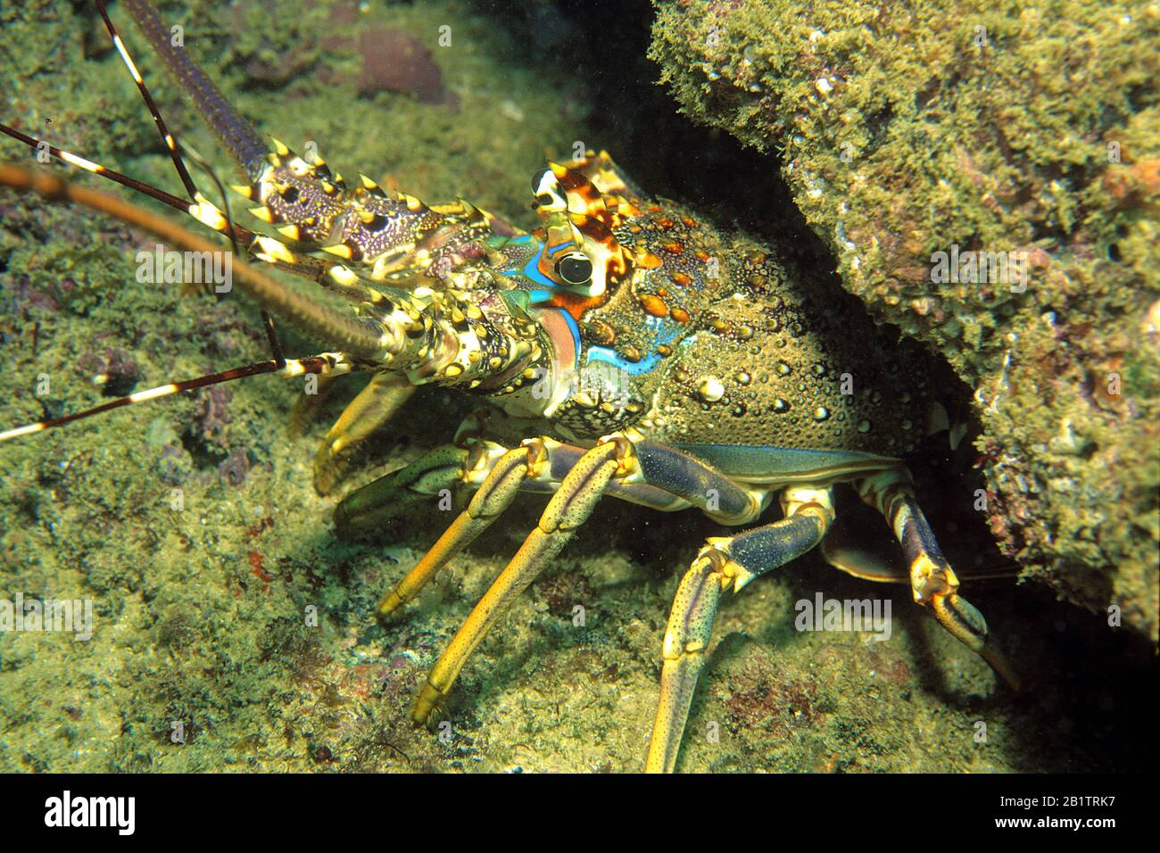 Scalloped spiny lobster (Panulirus homarus) hiding under a coral, Muscat, Oman Stock Photo