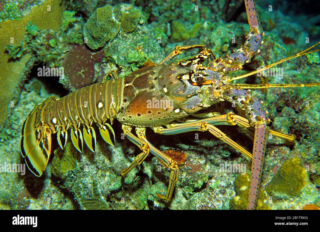 Caribbean Spiny Lobster (Panulirus argus) walking over a coral reef, Curacao Stock Photo