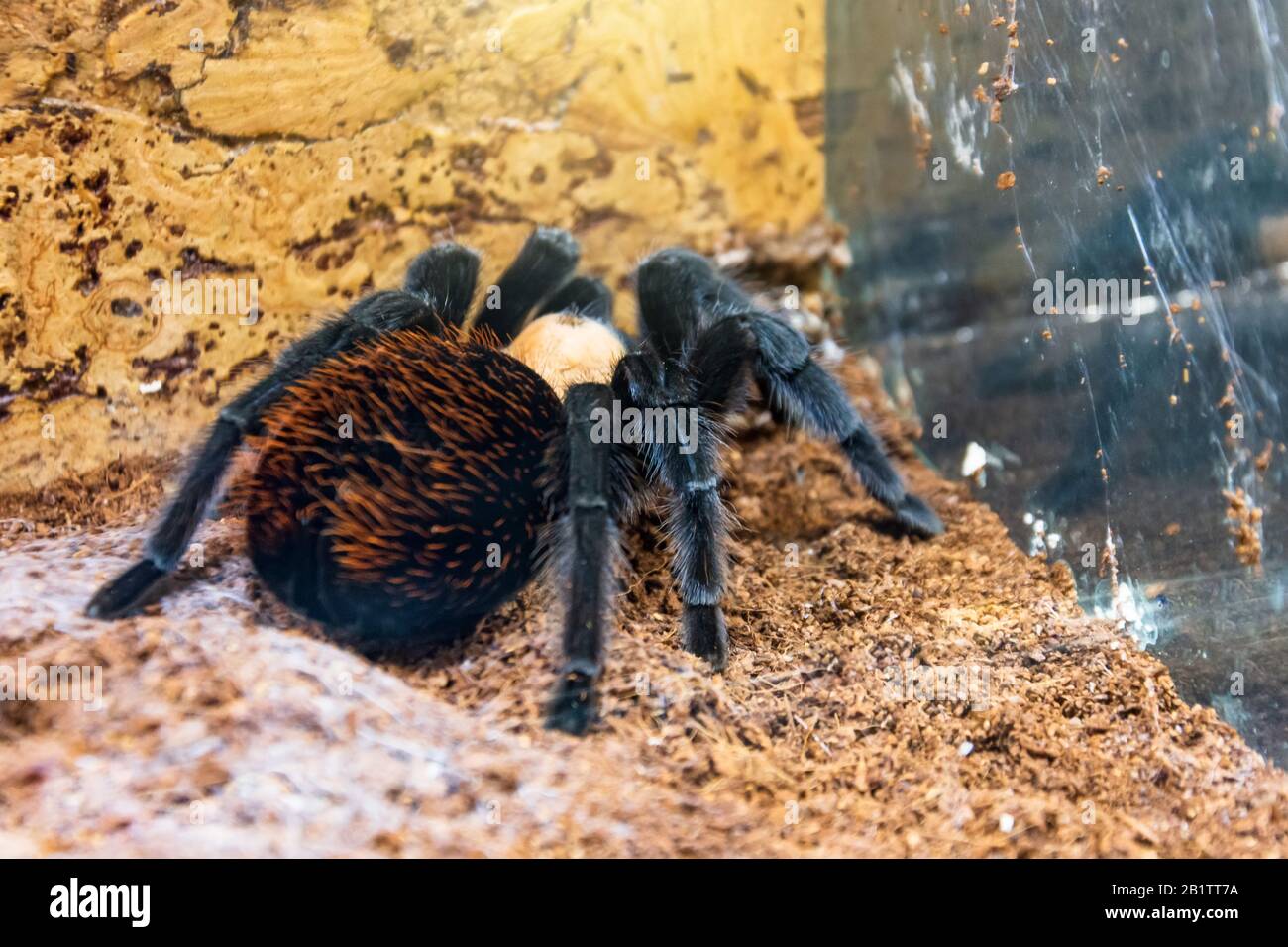 Brachypelma albiceps mexican tarantula spider sits on the ground Stock Photo