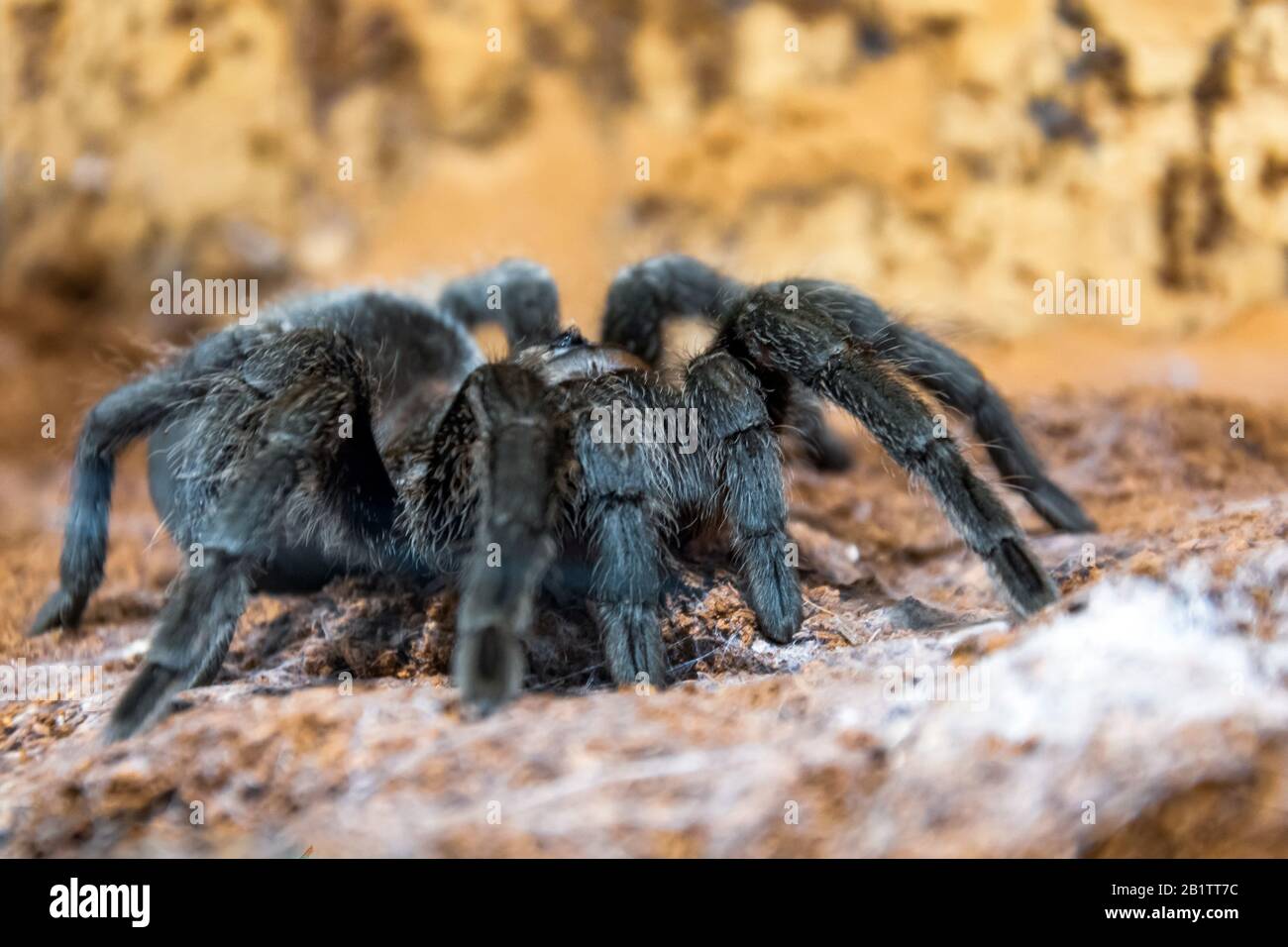 The black tarantula Grammostola pulchra spider sits on the ground Stock Photo