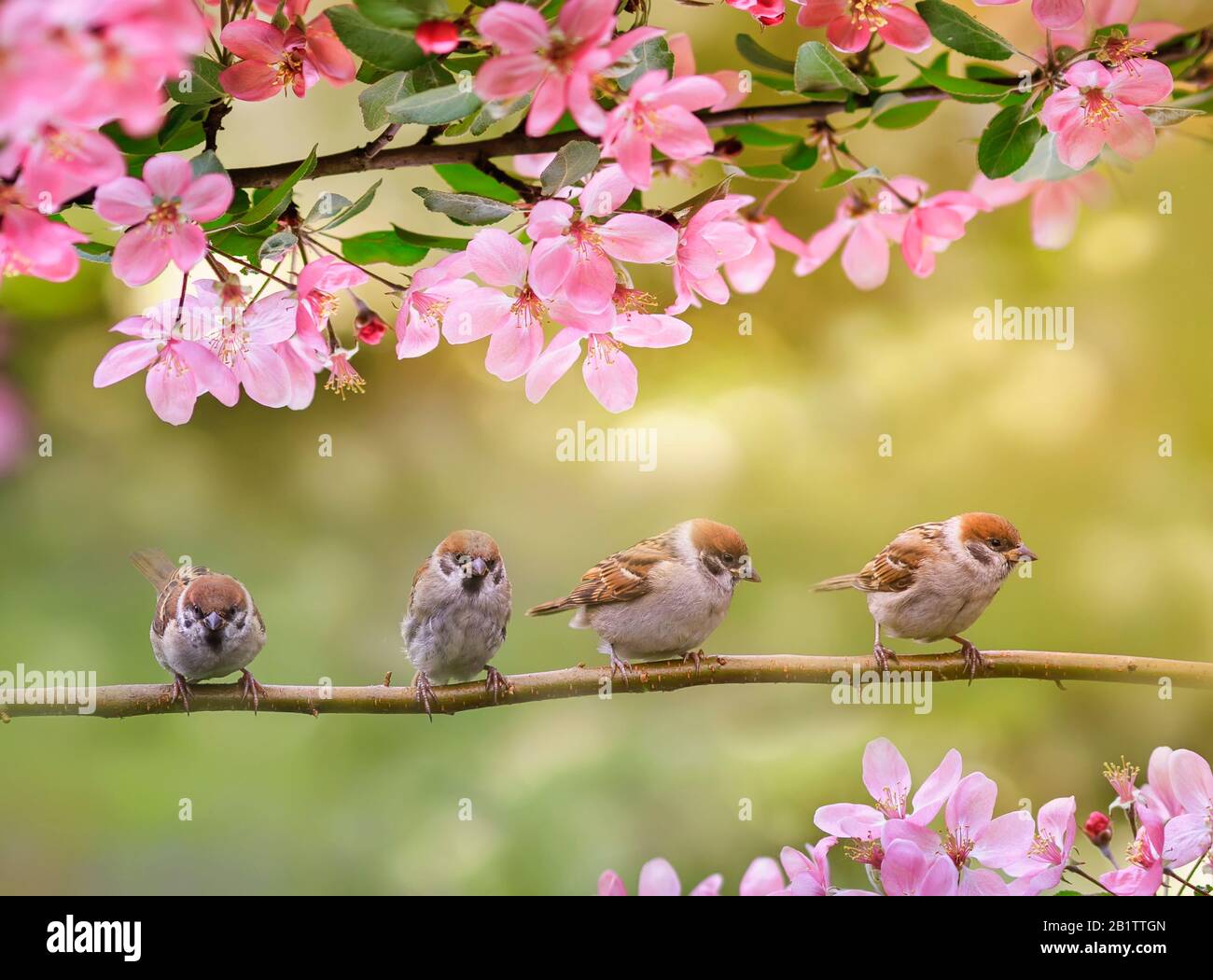 Natural Background With Birds Sitting On Branches With Pink Apple Blossom In Spring In May Sunny Garden Stock Photo Alamy Natural Background With Birds Sitting On Branches With Pink Apple Blossom In Spring In May Sunny Garden Stock Photo Alamy