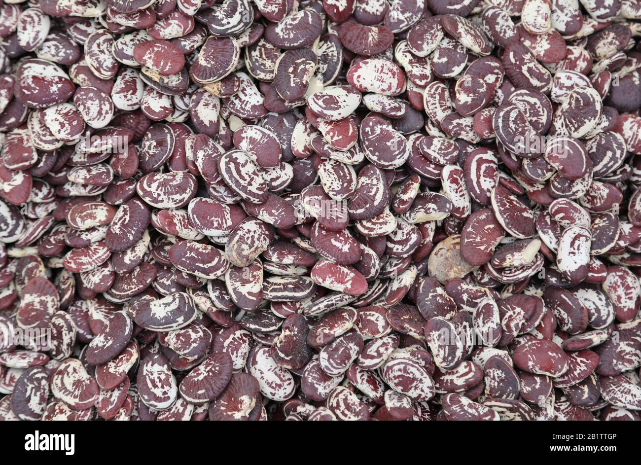 beans called in Italian FAGIOLI DEL PAPA which means the Pope beans for sale in vegetable market Stock Photo
