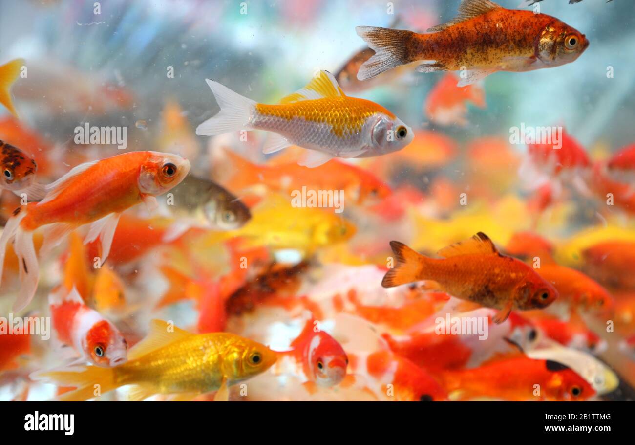 tank with many red fishes also called Golden fishes swimming in the pet