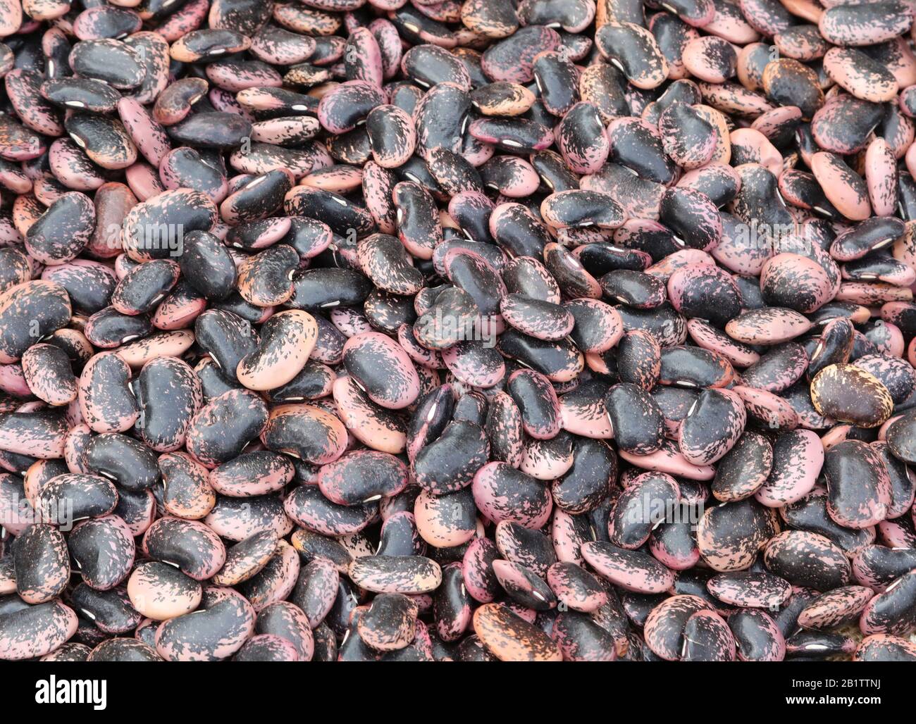beans called in Italian FAGIOLI DEL DIAVOLO which means the DEvil beans for sale in vegetable market Stock Photo