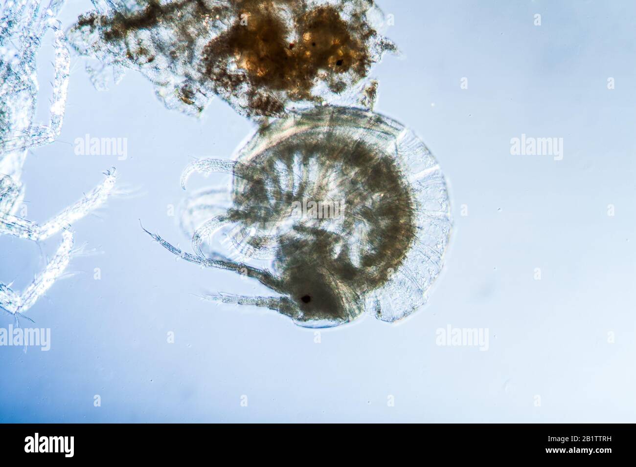 Mosquito larva with tactile hair in a drop of water Stock Photo