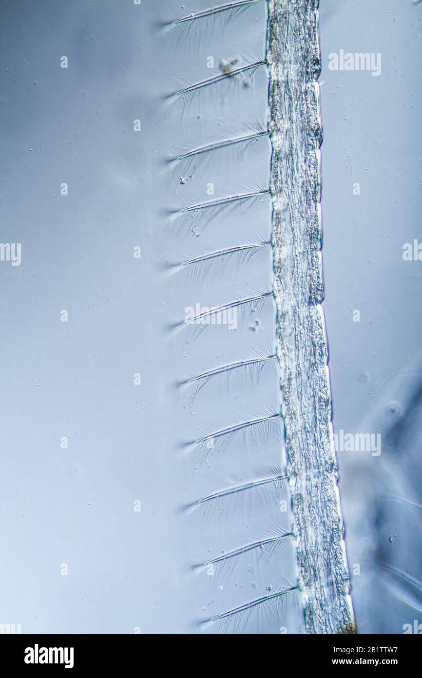 Mosquito larva with tactile hair in a drop of water Stock Photo