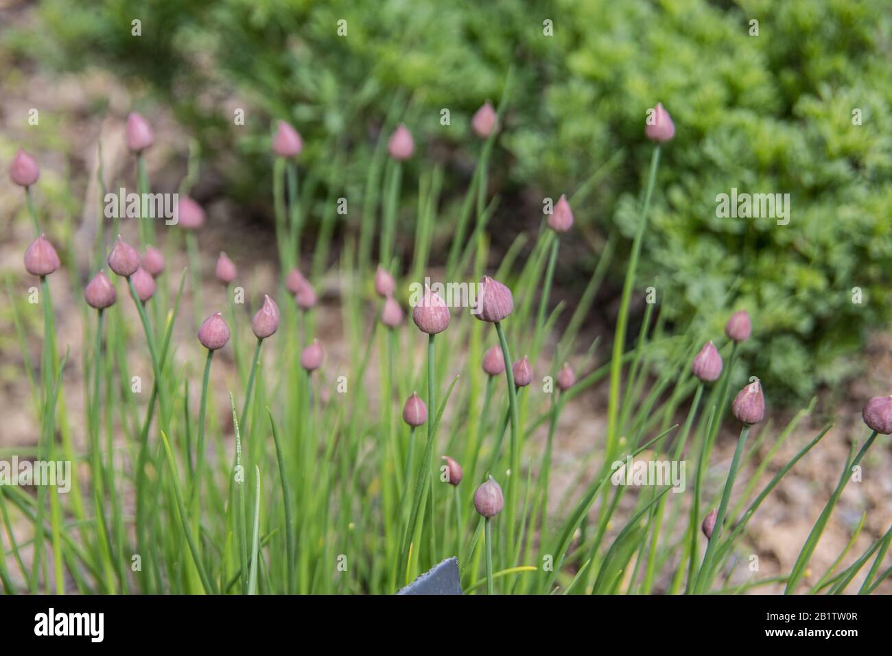 Chives with pink flowers Stock Photo Alamy