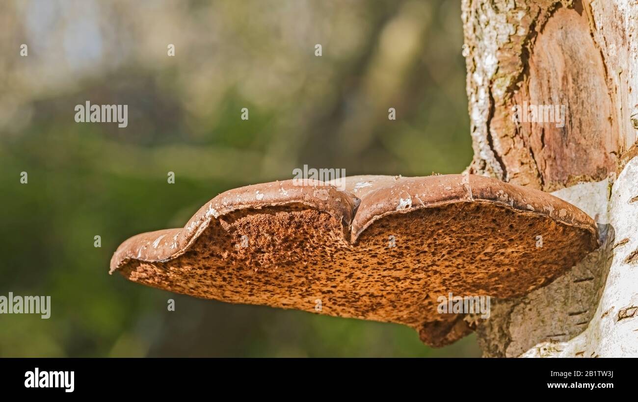 Mature birch polypore, bracket fungus, Fomitopsis Betulina, (Piptoporus Betulinus) on decaying trunk of silver birch tree. Stock Photo
