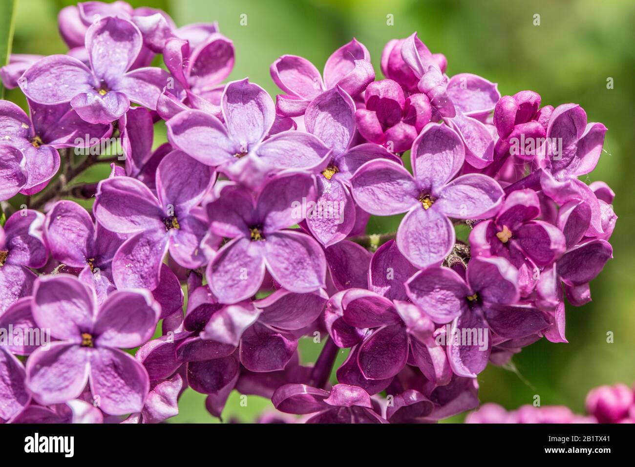 Lila Gartenblume High Resolution Stock Photography And Images Alamy