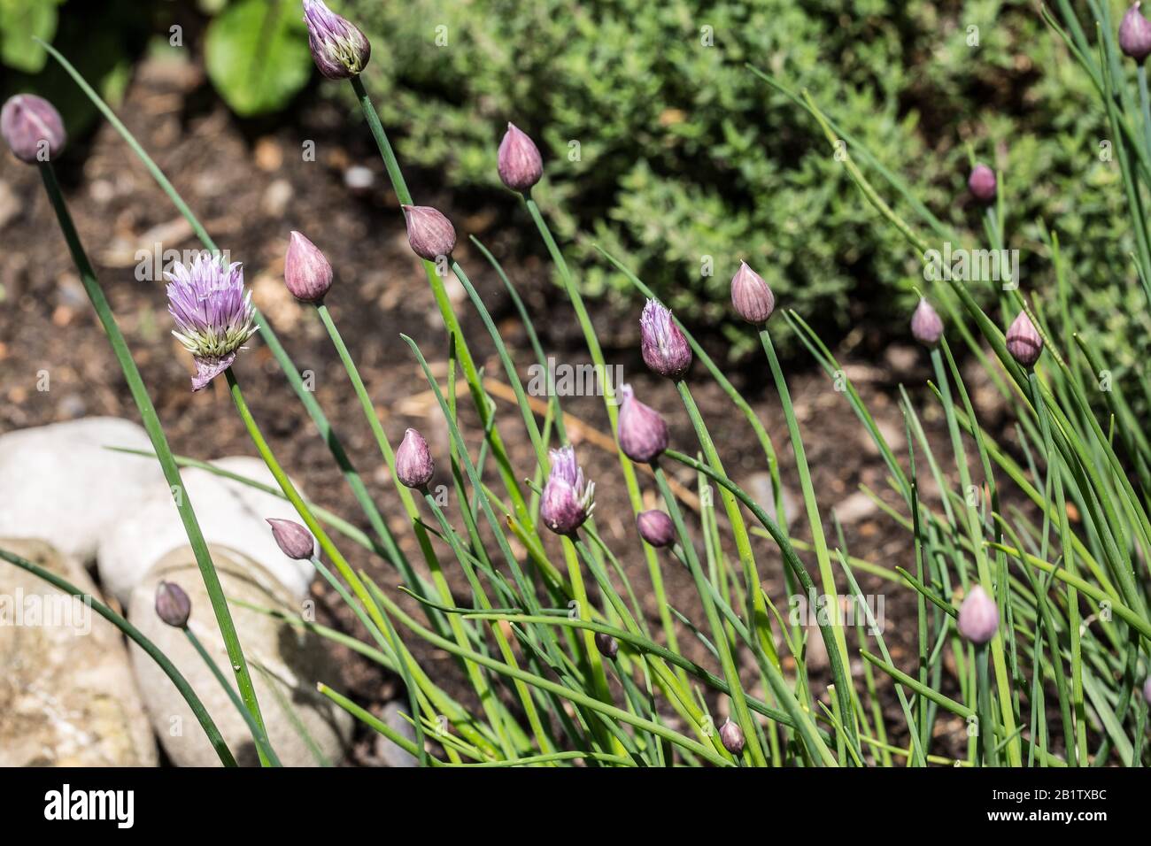 Chives with pink flowers Stock Photo Alamy