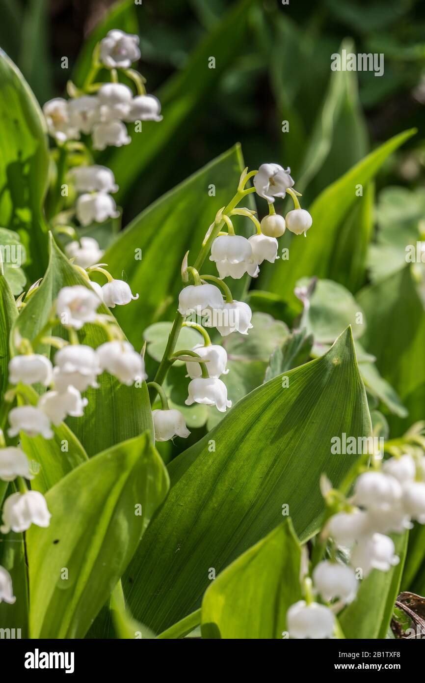 Lily of the valley with racemose inflorescence Stock Photo