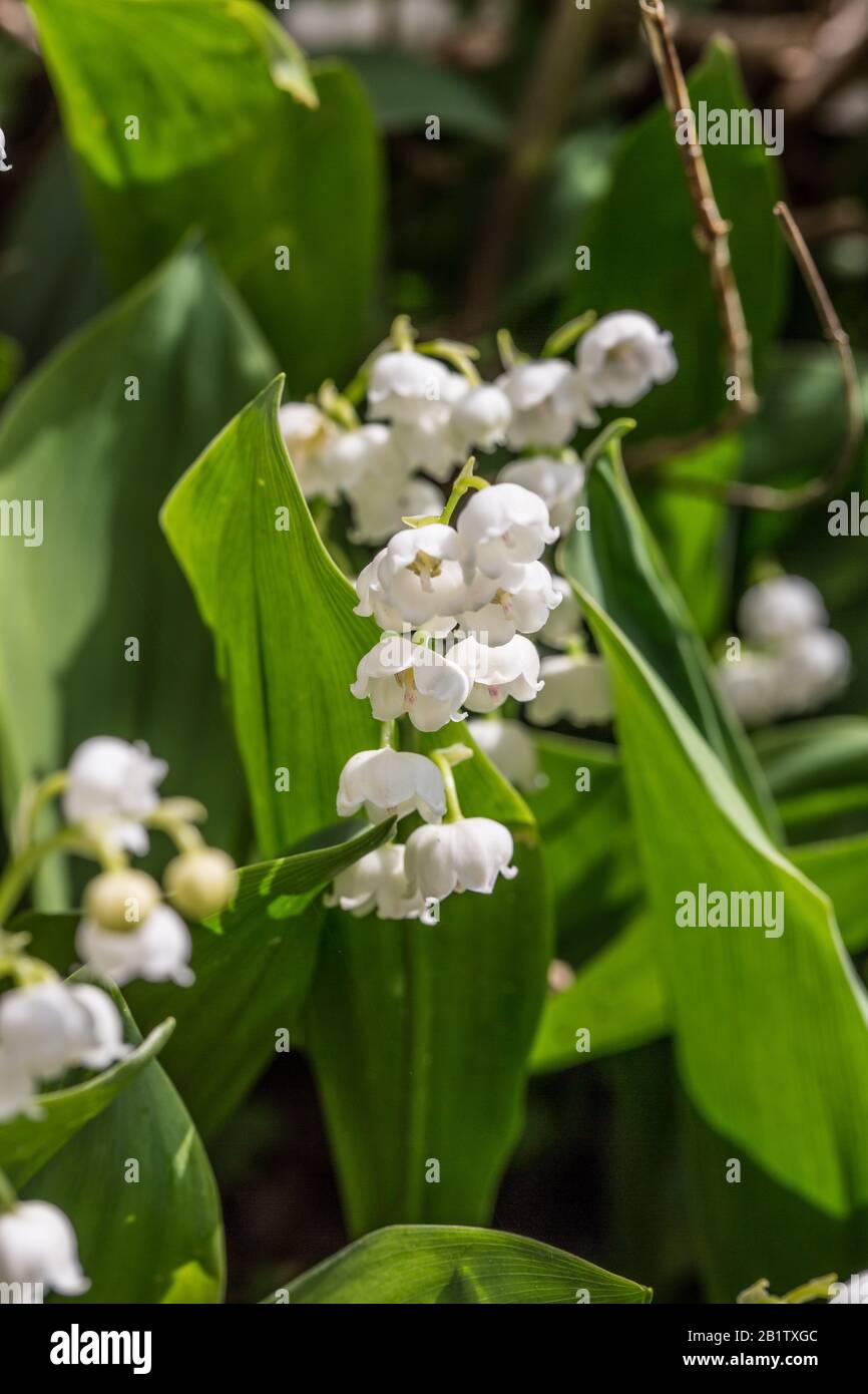 Lily of the valley with racemose inflorescence Stock Photo Alamy