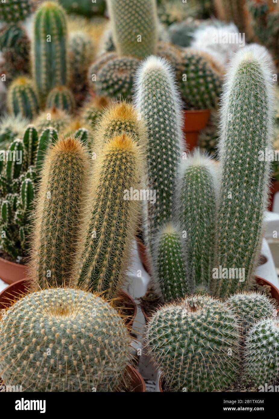 Cactus collection hi-res stock photography and images - Alamy