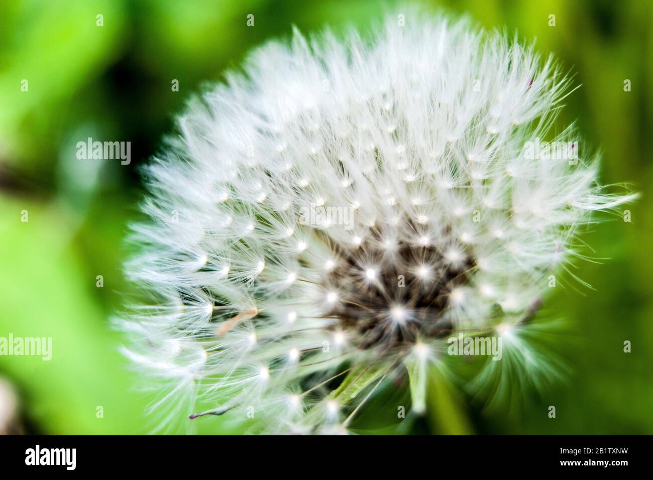 Dandelion with seeds, close up shoot Stock Photo