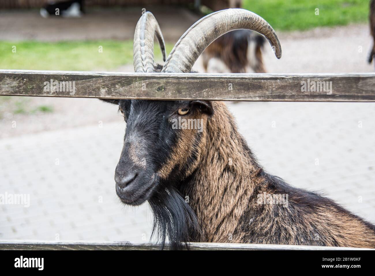 Domestic goats with boards in front of their heads Stock Photo