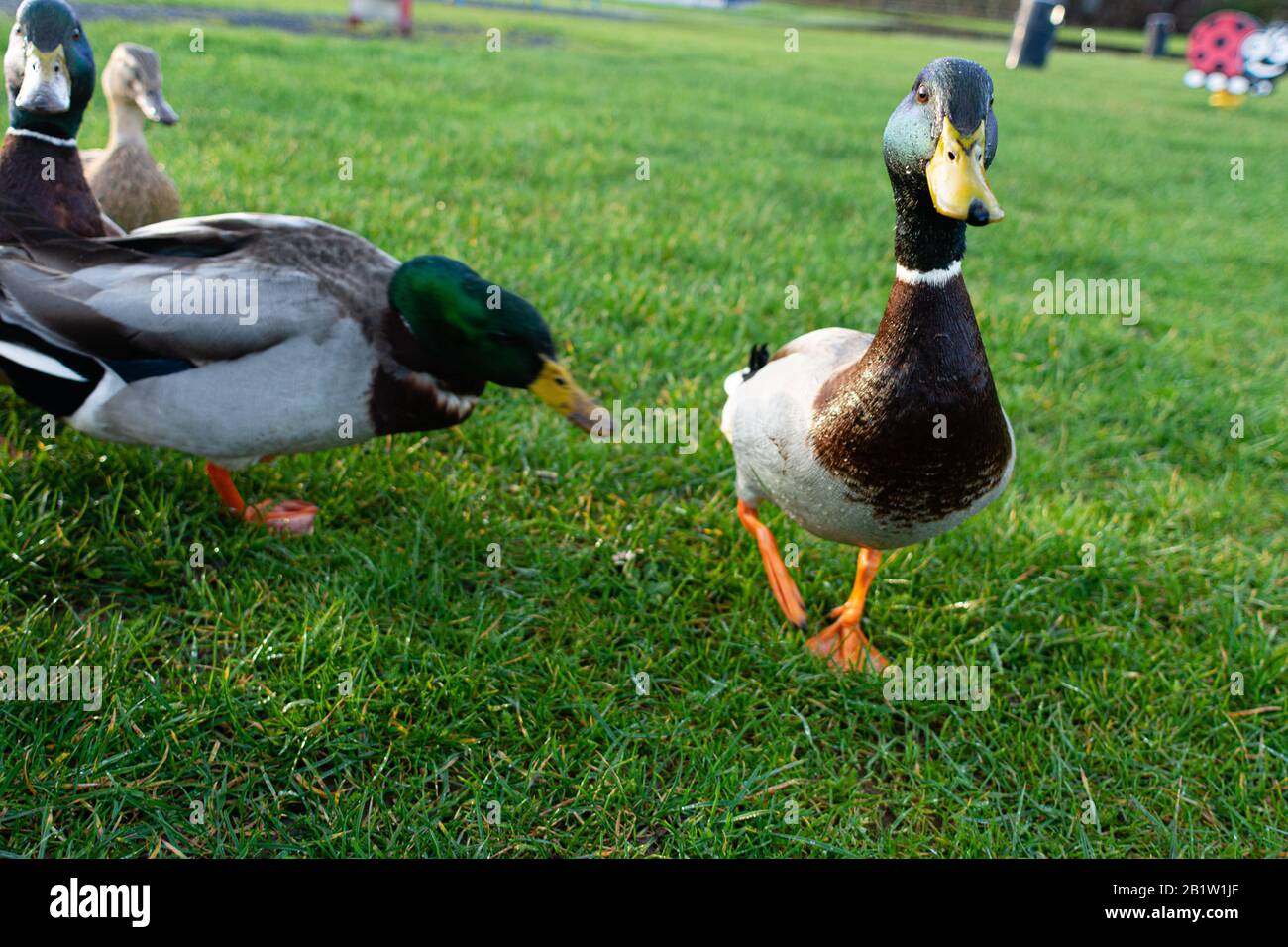 Mallard ducks in disagreement Stock Photo