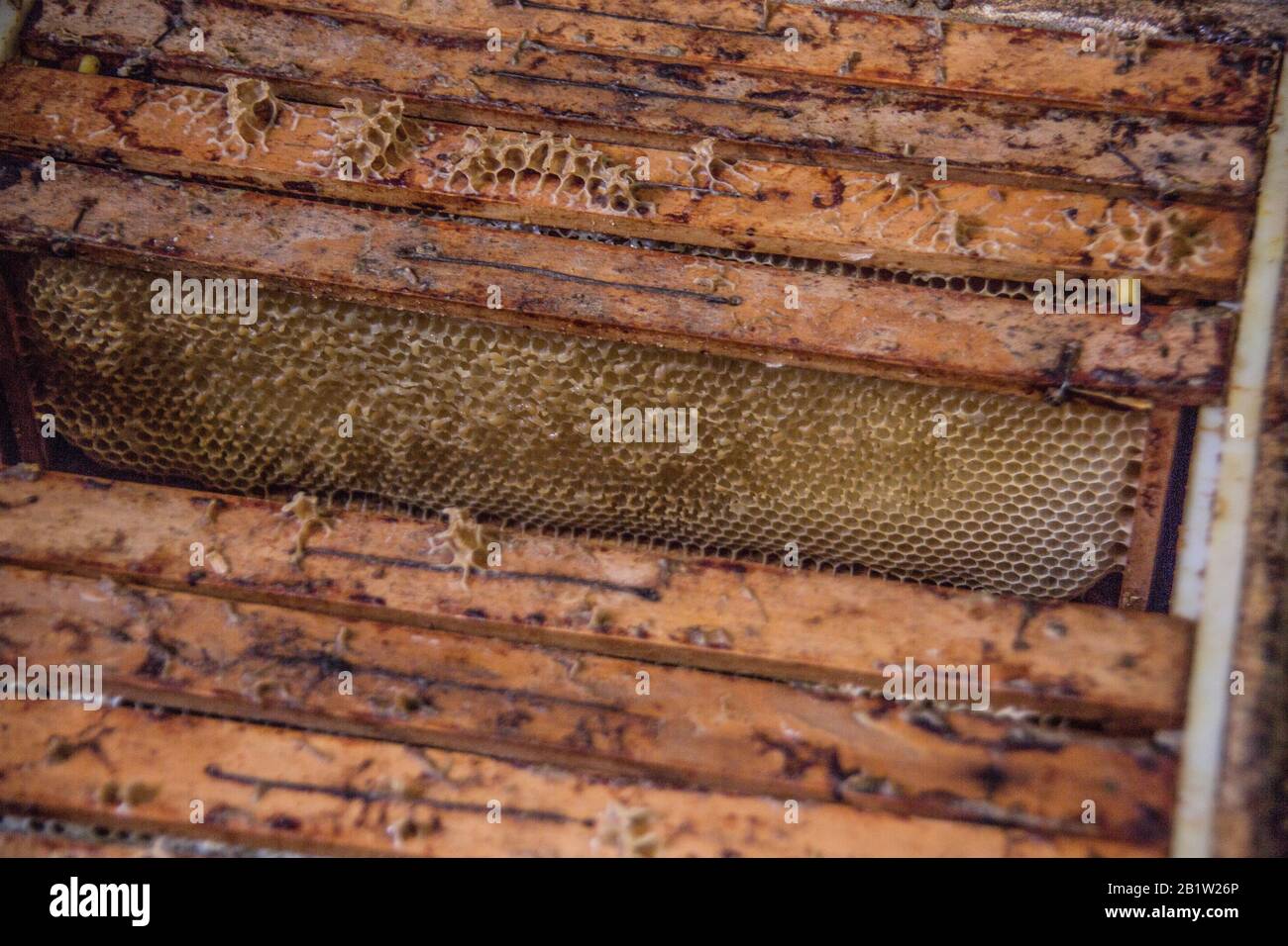 made of wax filled with honey Stock Photo Alamy