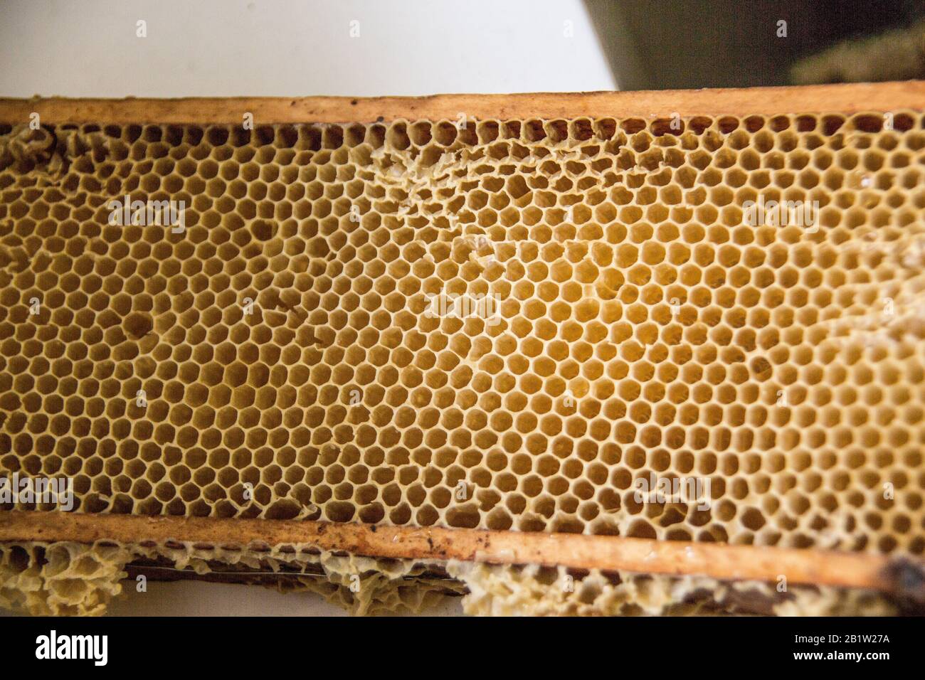 made of wax filled with honey Stock Photo Alamy