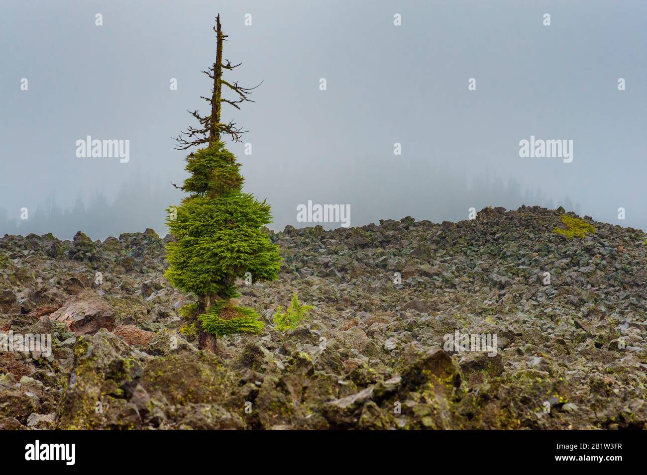 A lone tree grows out of the lava rock on the Summit of McKenzie Pass in Oregon, Cascade Mountain Range.   65 square mile field of black lava that cam Stock Photo