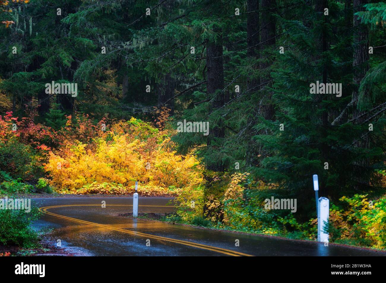 Fall colors bring bright contrast to the heavily wooded forest along highway 242 portion of the McKenzie and Santiam Pass in Oregon's Scenic Byway in Stock Photo