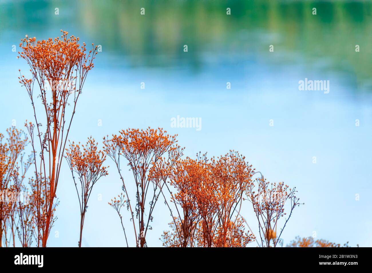 Autumn colors of now dead structured of plants along the banks of a lake Stock Photo